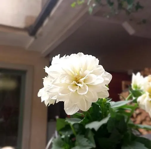 Eugenia Levia Apartman